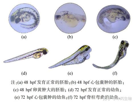 利用斑马鱼模型评价胚胎毒性 知乎