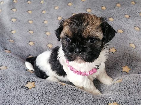 Shih Tzu Szczeniaczki Gratka Pl Oferta Archiwalna