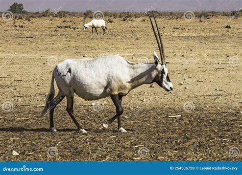 Gemsbok Or Oryx Gazella In Hay Bar Yotvata Nature Reserve Israel Stock