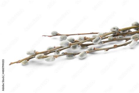 Beautiful Pussy Willow Branches With Catkins On White Background Closeup Stock Photo Adobe Stock