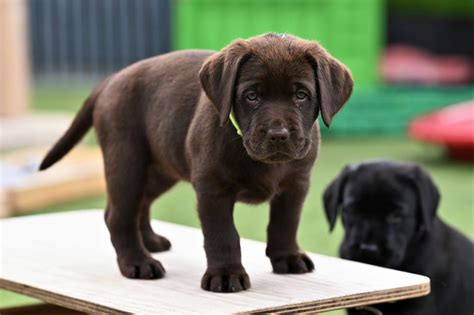 Labradorzucht Schweiz Iris Urs Steiner