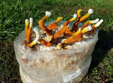 Reishi Mushroom Grow Kit Mycality Mushrooms