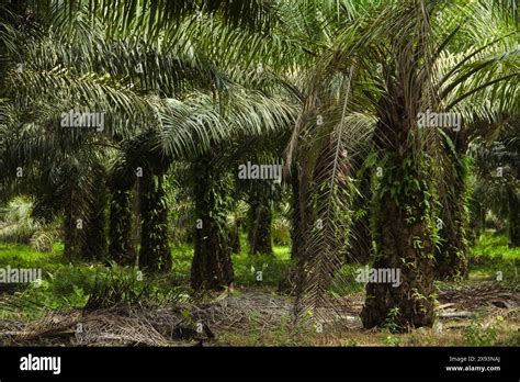 Oil Palm Plantations Neatly Arranged Oil Palm Trees Grow Abundantly