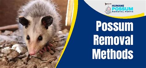 Possum Removal Methods | #1 Local Possum Catchers