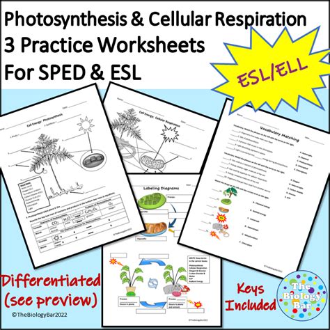 Esl Biology Photosynthesis And Cellular Respiration 3 Worksheets Made