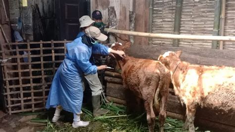 Jelang Idul Adha Dinas Peternakan Di Kabupaten Batang Gencarkan