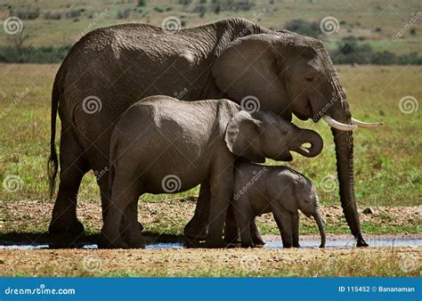 Three elephants stock photo. Image of water, grass, tusks - 115452