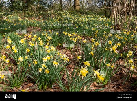 Wild Daffodils Near Kempley Daffodil Way Stock Photo Alamy