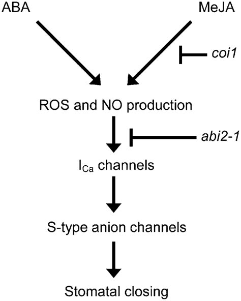 A Simple Model Of The Signaling Interaction Between ABA And MeJA In