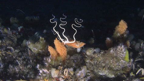 How Do Sea Sponges Live