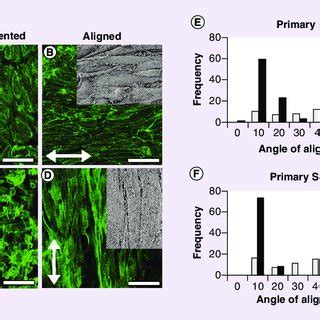 Primary endothelial cells and smooth muscle cells orient along the ... 