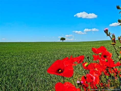 The Sentinel Tree | Camino de Santiago Forum