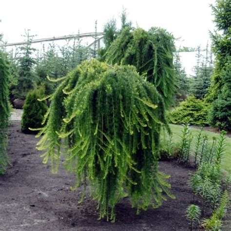 Larix Stiff Weeping Co Hänglärk Spakarps plantskola