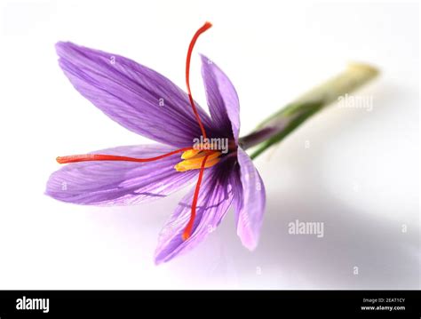 Safran Crocus Sativus Heilpflanze Stock Photo Alamy