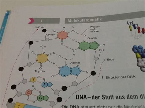 Biologie Molekulargenetik Karteikarten Quizlet