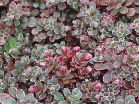 Rozchodnik Kaukaski Sedum Spurium Tricolor