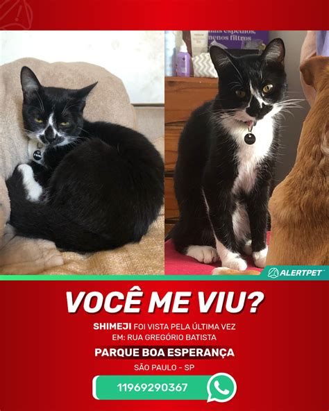 Gato Perdido S O Paulo Sp Shimeji Alertpet