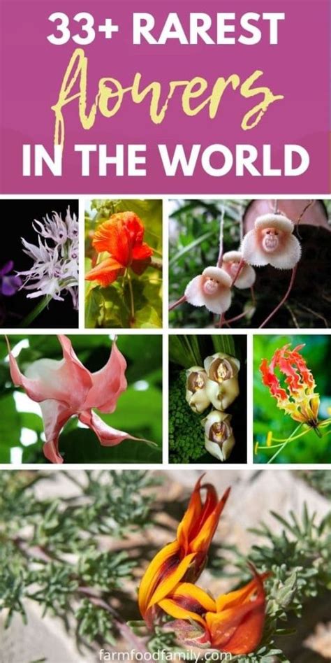 33+ Uncommon Flowers With Names & Their Meanings (Pictures) - The Pro ...