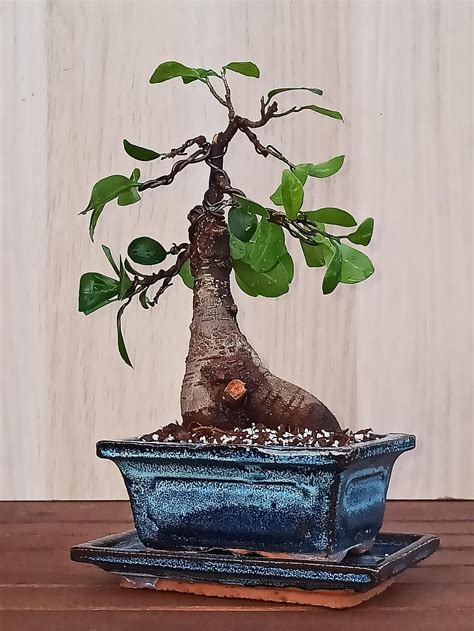 Ficus Bonsai: How to Care for This Popular Indoor Bonsai Tree