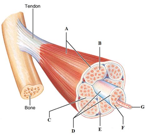 Muscular System Flashcards Quizlet