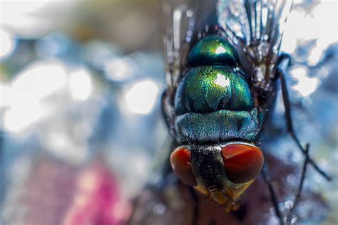 Macro Eyes Close Up Insect Fly Hd Wallpaper Pxfuel The Best Porn Website