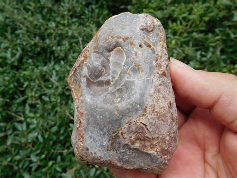 Cretaceous chert fossils from Texas - Member Collections - The Fossil Forum