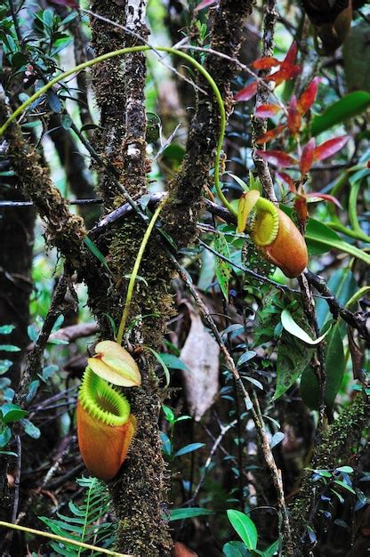 Premium Photo Nepenthes Villosa Pitcher Plants In Mt Kinabalu