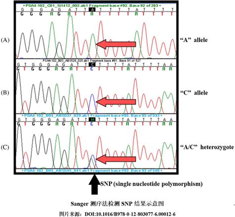 单核苷酸多态性（snp）检测方法汇总