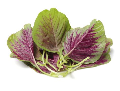 Vegetable Of The Amaranth Stock Photo Image Of Close 15046958