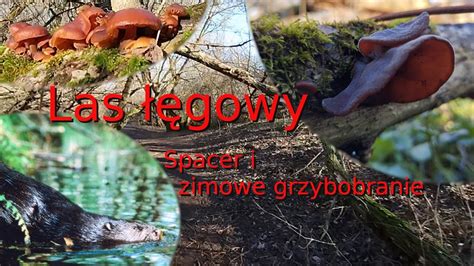 Las łęgowy bobry zimowe grzybobranie i spacer wzdłuż Wisły styczeń