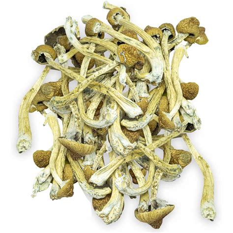 15g Cogumelos Triturados Cambodian P Cubensis Psilocybe Cubensis