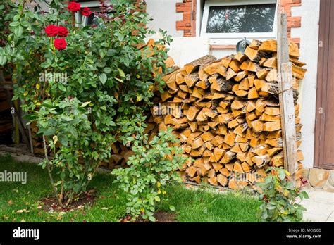 Oak Firewood Chopped Stock Photo Alamy