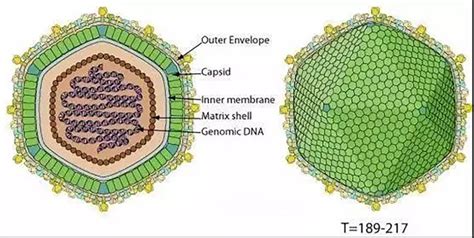 African Swine Fever Virus Asfv