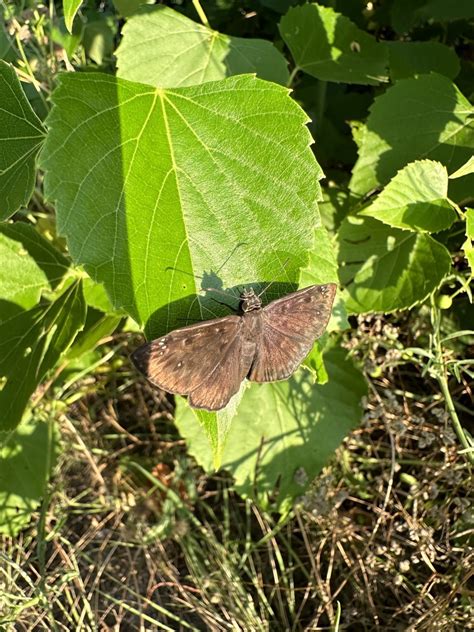 Horace S Duskywing From Elkhurst Dr Plano Tx Us On June At