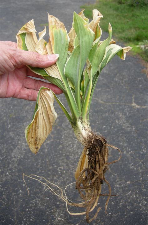 Hosta ‘francee Fusarium Root And Crown Rot Greenhouse Horticulture