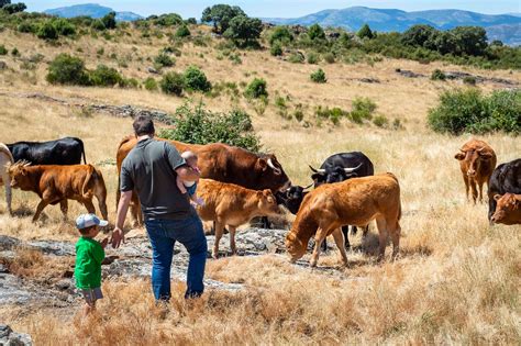 Ganademad cooperativa de ganaderos de Madrid Guía Repsol Guía Repsol