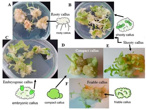 Plants Free Full Text Cellular Molecular And Physiological