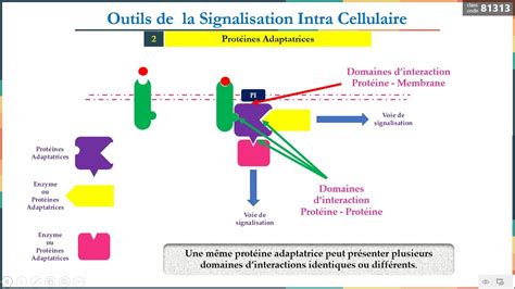 Leçon 9 Outils De La Signalisation Intracellulaire 2 Protéines