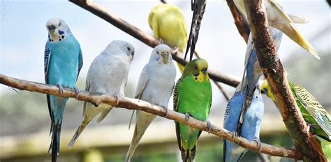 60+ Interesting Facts about Parrots as Pets | BirdsBarter.com