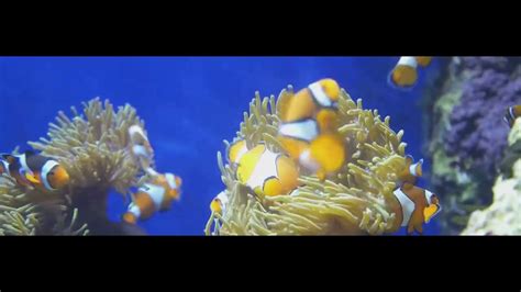 Clownfish Anemones A Dance Of Survival Fact Biology Fun Nature