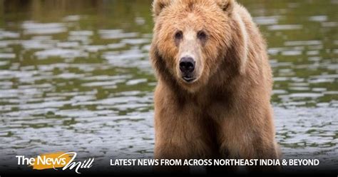 Even during hibernation, bear genes exhibit circadian rhythms