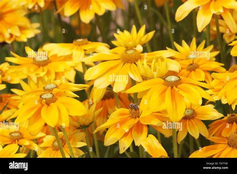 Echinacea Cheyenne Spirit Hi Res Stock Photography And Images Alamy