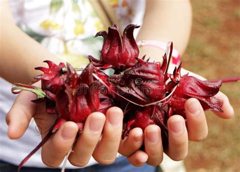 Fresh Roselle Flower Hand Holding Stock Photo Image Of Juice Fresh