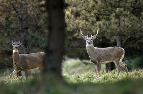 Dnr Reminds Hunters That A Day Quiet Period Starts Sunday In Michigan