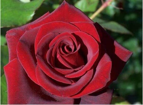 Red Rose Black Magic | Upstate Flower Market