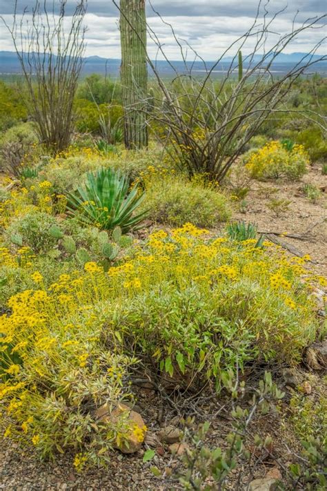 Cacti and desert flowers stock image. Image of scene - 177437783