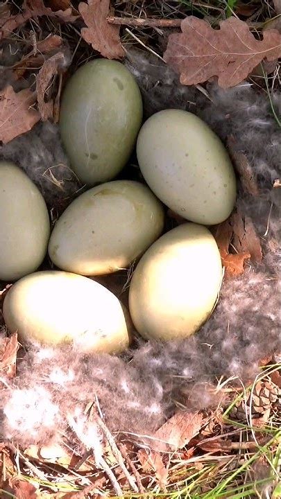 Eider Ducks Eggs And Her Down🦆🦆🥚🥚🥚 Bird Cute Youtube