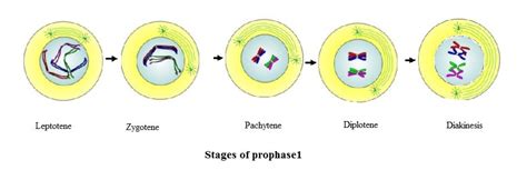 Stages Of Meiosis Prophase 1