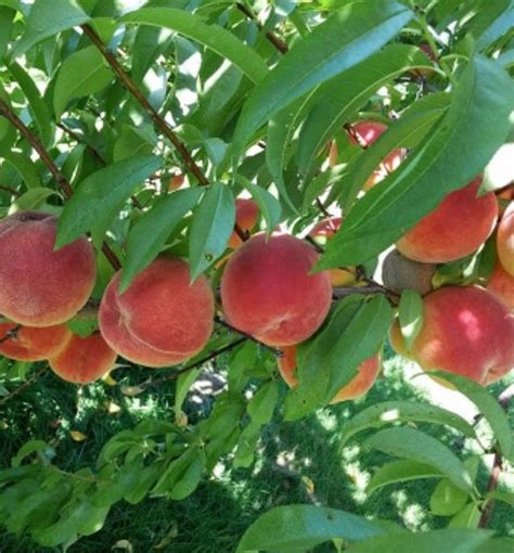 Redhaven Peach Trees For Sale Florae Farms