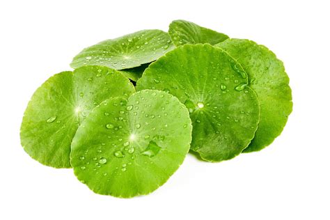 Gotu Kola Centella Asiatica